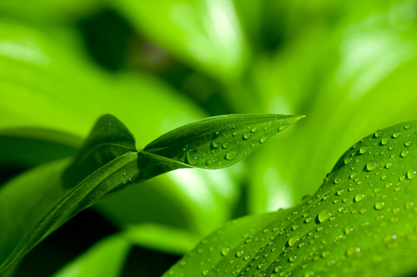 фон зеленого листя з краплями
 - Фото, зображення