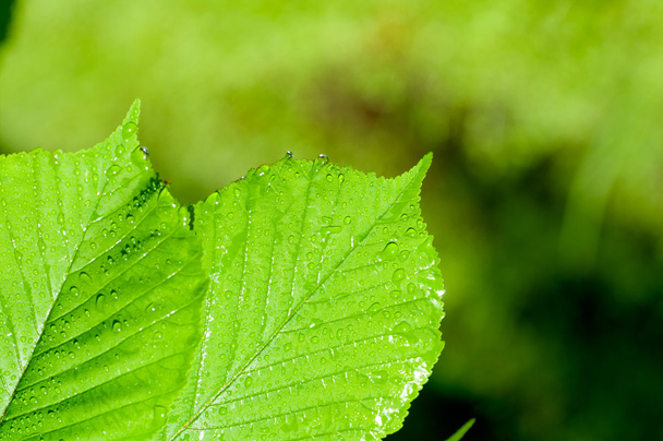 Hintergrund der Wassertropfen auf einem grünen Blatt - Foto, Bild