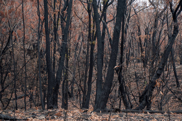 Австралийские последствия лесного пожара: сгоревшие эвкалиптовые деревья пострадали от огненной бури
 - Фото, изображение