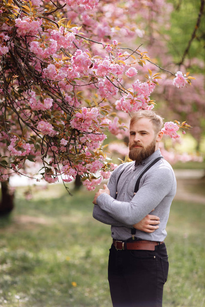 Hipster near blossoming of sakura. Harmony with nature concept. Man with beard and mustache near blossoming flowers. Bearded man with stylish haircut with sakura flowers on background. - 写真・画像
