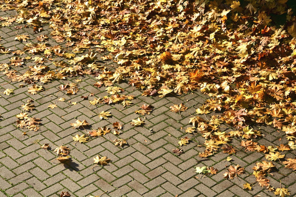 El otoño sale por el sendero
 - Foto, imagen