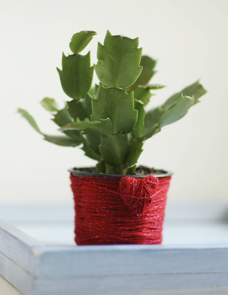 sclubergera cactus in red jarn decorated pot on windowsill - Photo, Image
