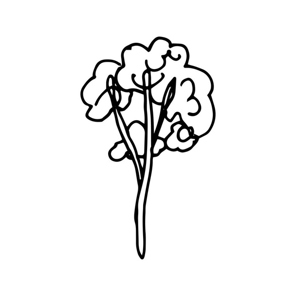 Σχεδιασμένο με το χέρι διανυσματικό σκίτσο δέντρου. Ανιχνεύθηκε σχέδιο δέντρο στυλ κινουμένων σχεδίων, τεχνική σκίτσο. Μαύρο περίγραμμα απομονωμένο στο λευκό. Φουντωτό δέντρο με φύλλωμα - Διάνυσμα, εικόνα