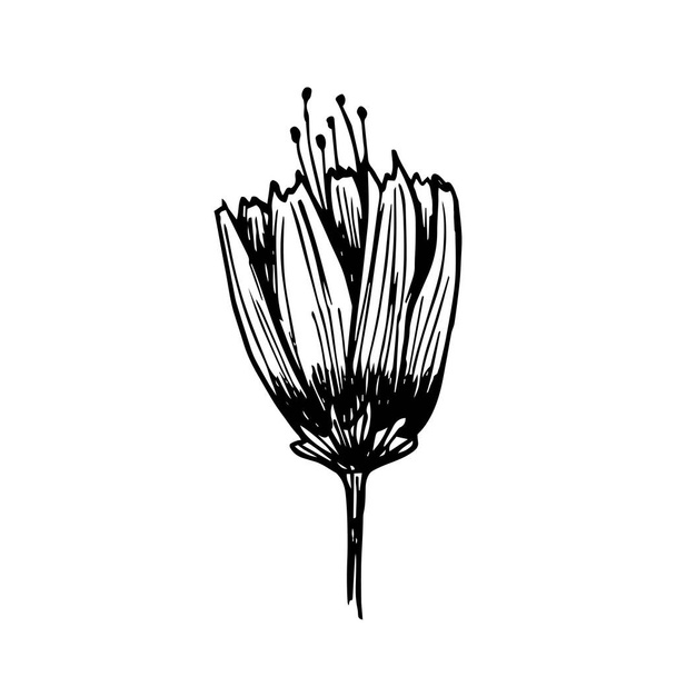 Hand-drawn flower with a stalk. A black and white traced flower in black ink is isolated on white. Vector stock illustration. Elongated like Tulip Bud - Vecteur, image