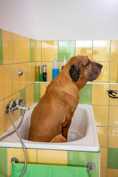 A dog breed fila brasileiro taking a shower with soap and water - Photo, Image