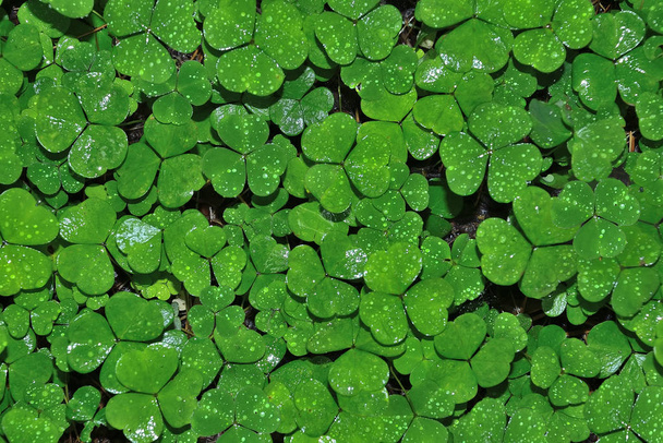 Mokré listy jetele s kapkami vody po dešti  - Fotografie, Obrázek