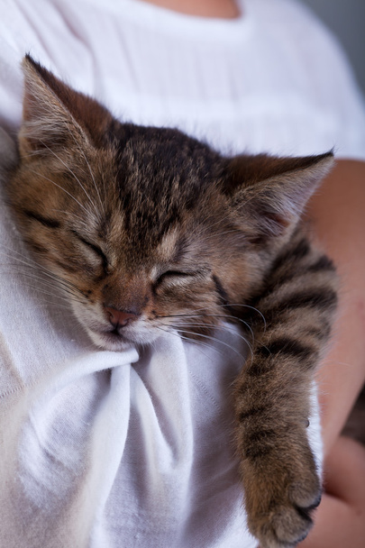 Sleeping kitten in owner arms - closeup - Fotoğraf, Görsel