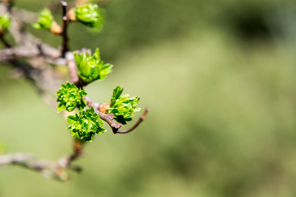 Spring has come. delicate young spring leaves.  A symbol of new life, hope, new business - Foto, immagini