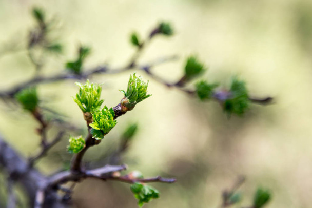 Spring has come. delicate young spring leaves.  A symbol of new life, hope, new business - 写真・画像