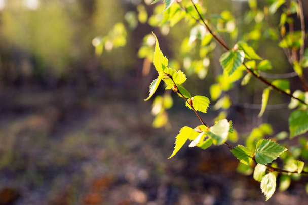First spring leaves on blurred background. Fresh green leaf. Natural background. - 写真・画像
