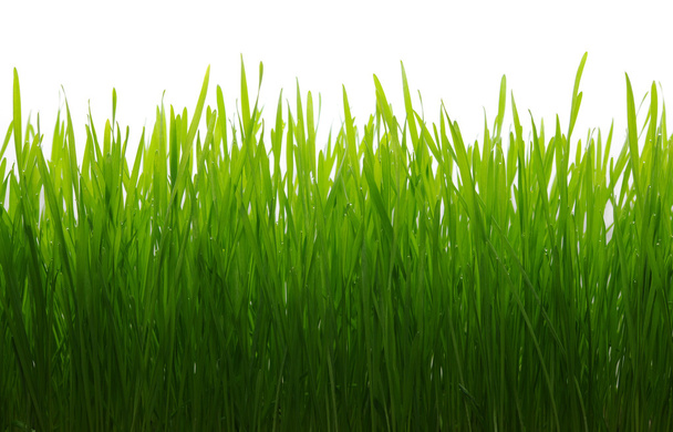 Green grass - Fotografie, Obrázek