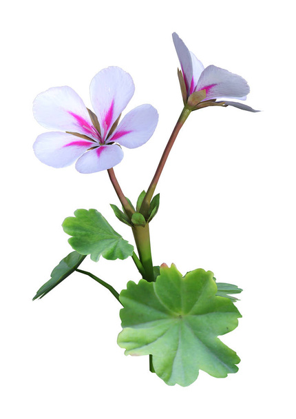 3D rendering of viola flowers isolated on white background - Fotografie, Obrázek