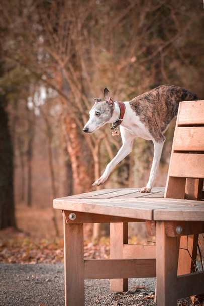 Die junge Whippet-Hündin steht auf der Bank. Sie ist so süß und nett Hund. - Foto, Bild