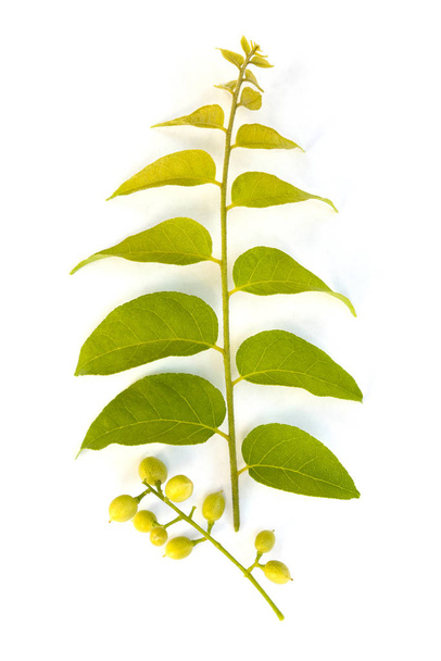 Cassia fistula berries and branch with leaves isolated on white background from above. Laxative, antiseptic. - Fotó, kép
