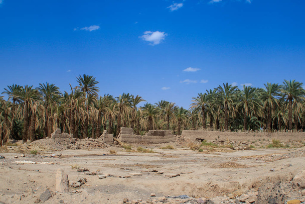 Un morceau d'oasis avec de grands palmiers luxuriants
  - Photo, image