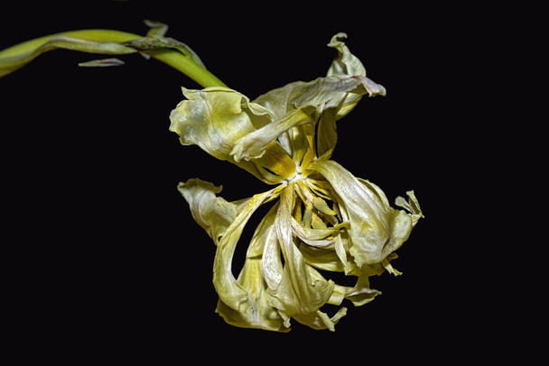 Yellow Tulip Flowers in Bloom - Foto, Imagem
