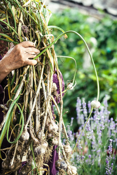 Summer vegetable garden concept with gardener harvesting ripe garlic. Fresh organic garlic - Fotó, kép