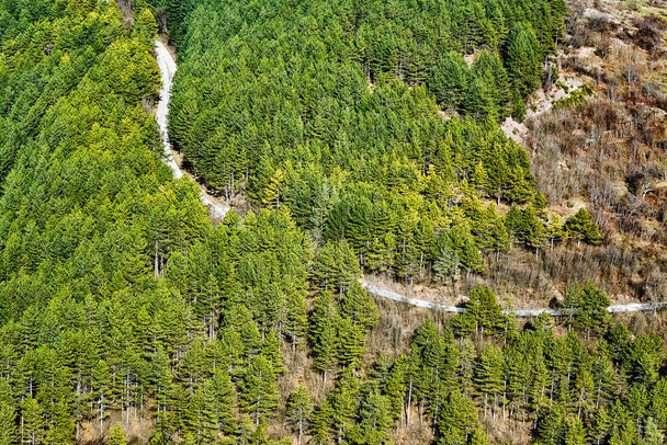 針葉樹林、シュメン、ブルガリアの道路 - 写真・画像