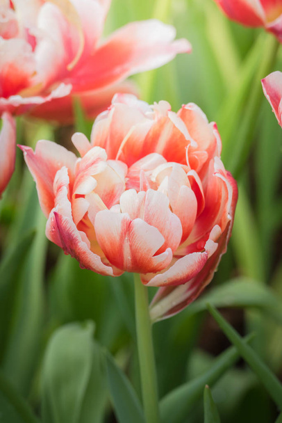 springtime, beautiful spring tulips flowers, flora  - Photo, image