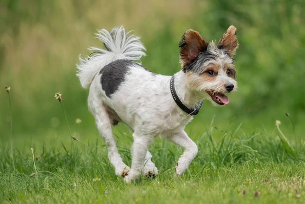 A little terrier with short hair out in the meadow - Fotoğraf, Görsel