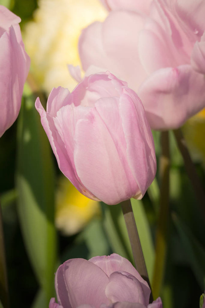 Beautiful bouquet of tulips. colorful tulips. nature background - Foto, Bild
