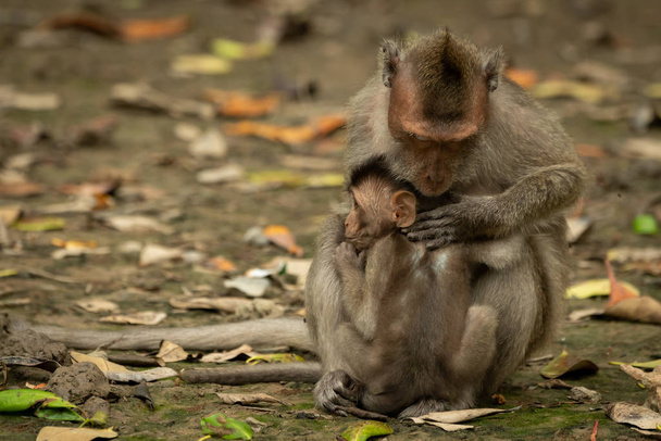 Mother long-tailed macaque grooms baby among leaves - Фото, зображення