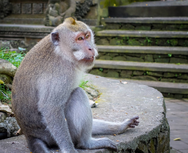 Monkey in the sacred Monkey Forest, Ubud, Bali, Indonesia - Photo, Image