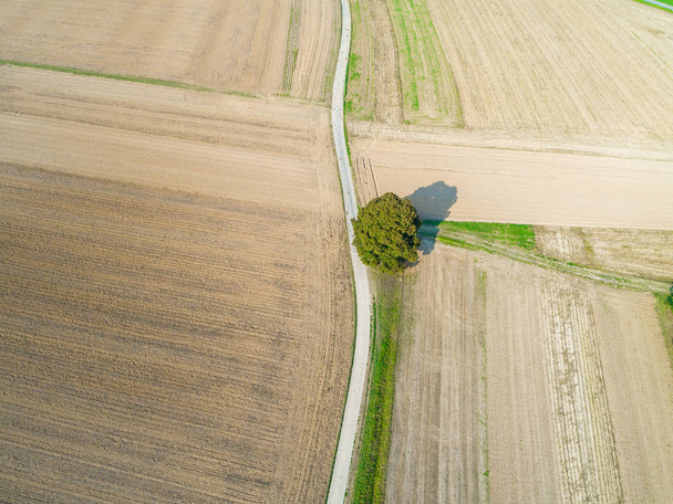 vista aérea de uma única árvore e estrada entre campos vazios marrons
 - Foto, Imagem