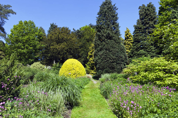 Sendero sinuoso de hierba a través de flores rosadas, plantas ornamentales, coníferas y árboles frondosos en un encantador jardín inglés
 . - Foto, imagen