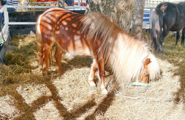 Horse dwarf - Фото, изображение
