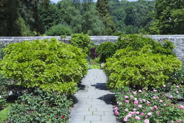 Chemin de jardin entre roses à fleurs roses et arbustes verts vers le mur de pierre au bord des bois, dans une campagne anglaise
 . - Photo, image