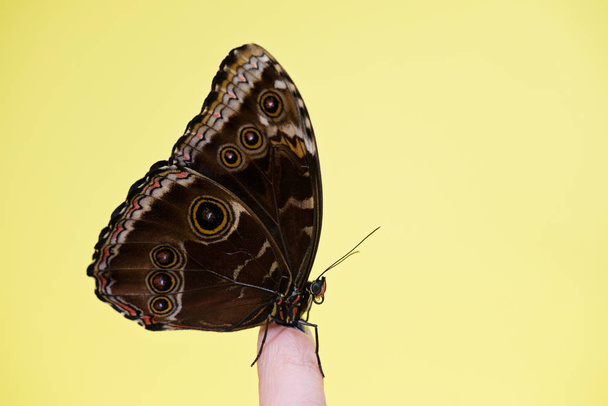 Morpho butterfly sitting on the finger over yellow background - Foto, afbeelding