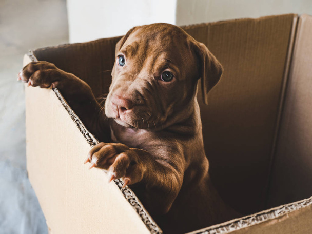 Puppy of chocolate color in a box - Foto, afbeelding