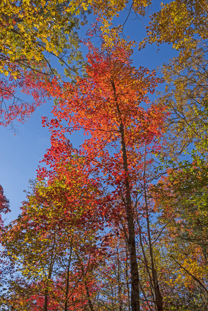 Spectacular Red Maple in the Fall in Cumberland Gap National Park in Kentucky - Foto, Imagem