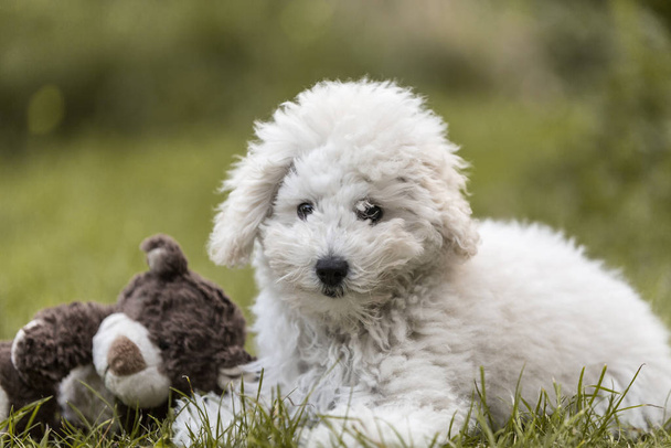 Portrait of a white Poodle puppy outdoors - Fotografie, Obrázek