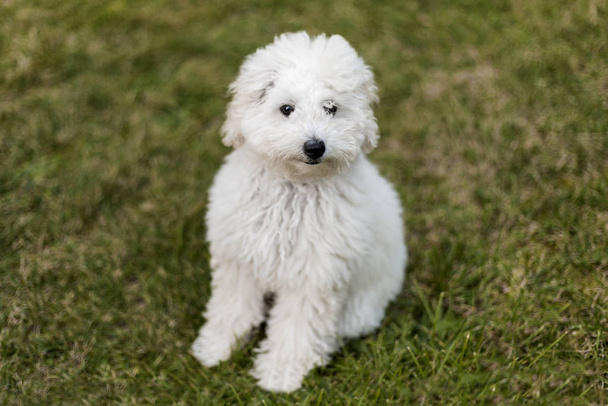 Portrait of a white Poodle puppy outdoors - Foto, Imagen