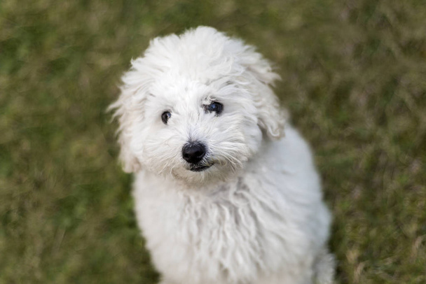 Portrait of a white Poodle puppy outdoors - Fotó, kép