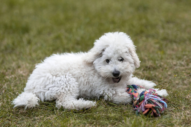 White Poodle puppy playing in the garden outdoors - Fotó, kép