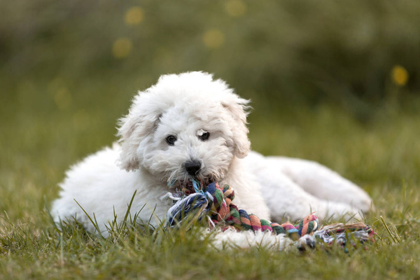 Poodle blanco cachorro jugando en el jardín al aire libre
 - Foto, Imagen