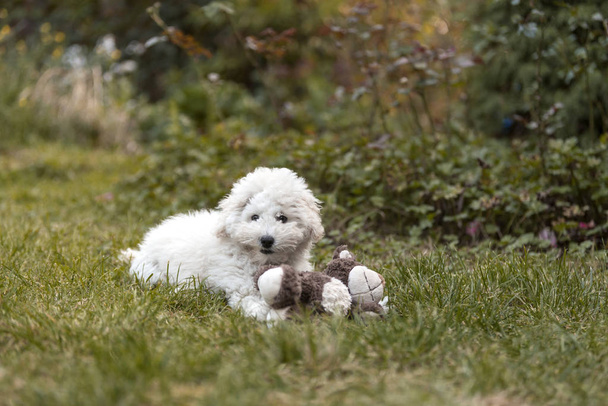 Portrait of a white Poodle puppy outdoors - Foto, Bild