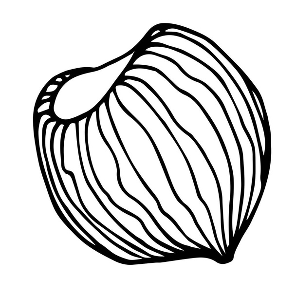 hazelnut in shell, element of decorative ornament or pattern, vector illustration with black contour lines isolated on white background in doodle and hand drawn style - Вектор,изображение