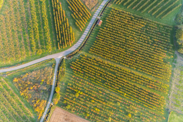 bird view of an orchard in autumn - Foto, afbeelding