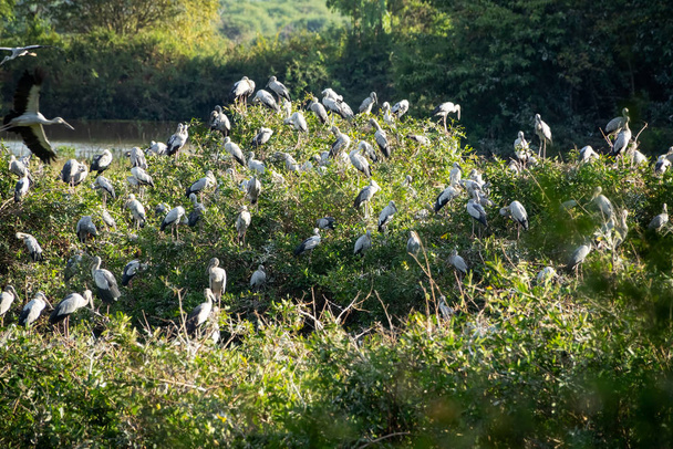 Great Egret Meeting Place, flock of birds sitting together - Valokuva, kuva