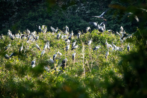 Great Egret Meeting Place, flock of birds sitting together - Fotoğraf, Görsel