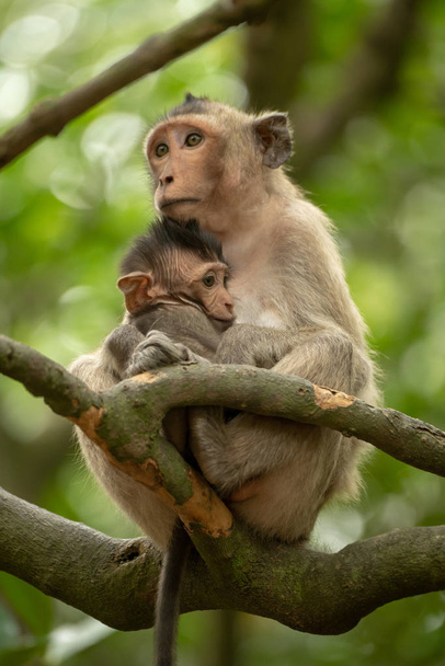 Long-tailed macaque sits cuddling baby in tree - Фото, зображення
