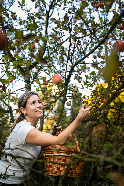 Middle aged woman picking apples in her orchard - soon there will be a lovely smell of apple pie in her kitchen (color toned image) - Photo, Image