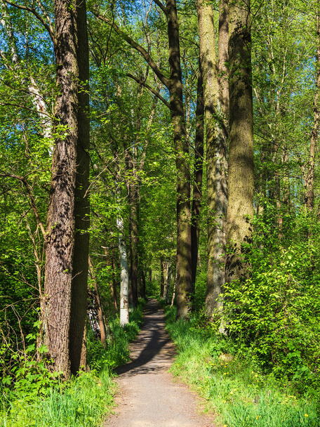 Landscape with trees in the Spreewald area, Germany. - Zdjęcie, obraz