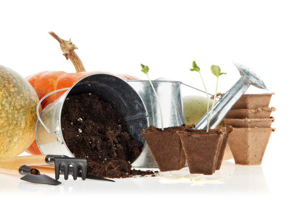 Still life with gardening tools, bucket, watering can, peat tablets and pots, young seedlings and ripe pumpkins isolated on a white background. Concept of gardening and future yield, Vegetable growing - Photo, image