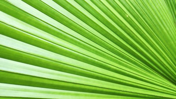 Close up of green leaf of elephant fern plant - Фото, зображення
