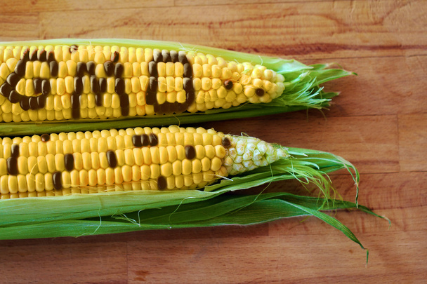 GMO-koncepció - Fotó, kép